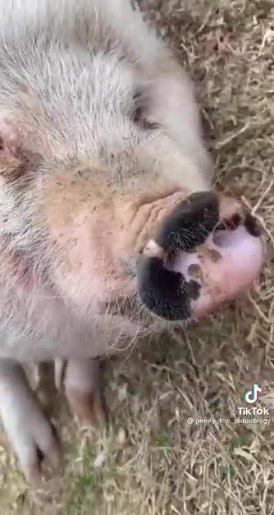 MuRdeRer sLaUgHtErS pIg AnD cRusHeS nOsE