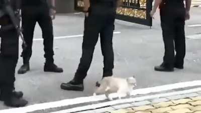 Cat was arrested