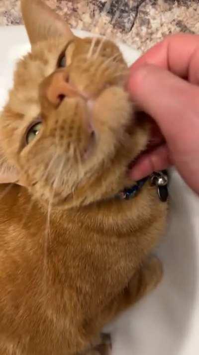 Sink time + scritches = happy orange
