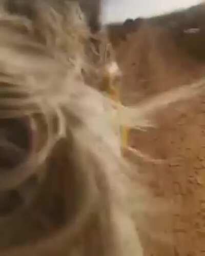 ههههه حصان سريع