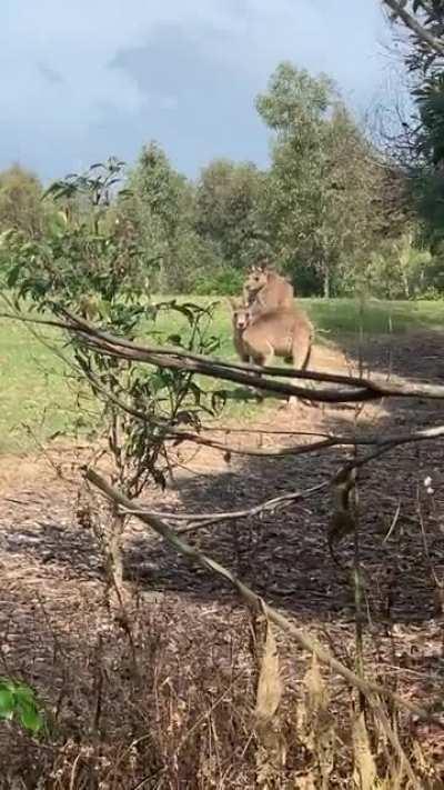 A battle of dominance!