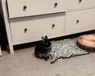 Bunny hop hop!