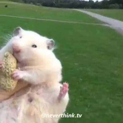 the cutest hamster💕