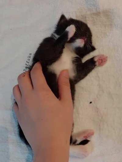 Pet my little Fluff 🥰