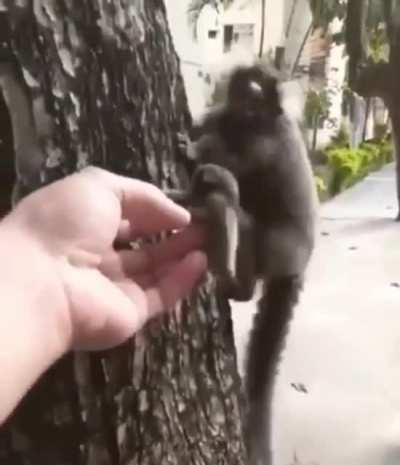 A man rescues a lion tamarin pup and returns it to his mother.