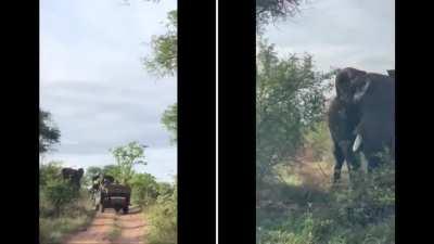 Both perspectives of the elephant video from earlier