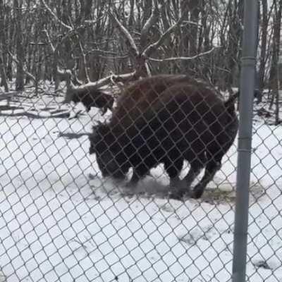 He loves to play in the snow!