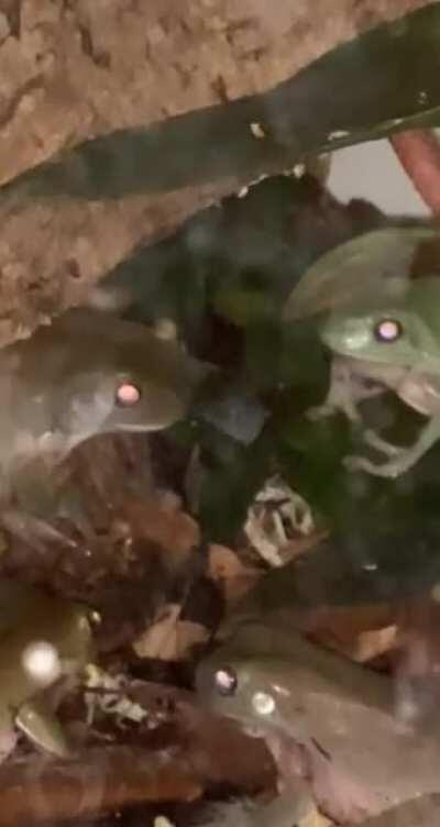Accidentally walked in on my frogs having a meeting. I wonder what they’re discussing