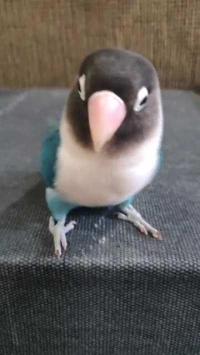 My lovebird Duck showing off her dance moves