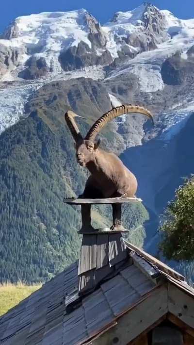 🔥 ibex living his best life 🔥