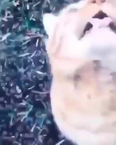 Rodent remover malfunction