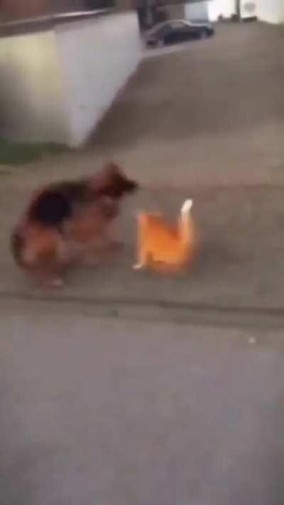 um verdadeiro mestre das artes marciais!