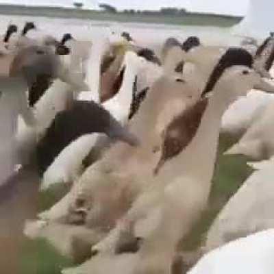 They won’t notice if I try to blend in