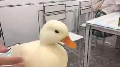 Petting a round duck