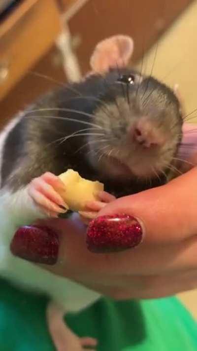 NTBDBIWDF my Pineapple eating a cracker 🥰