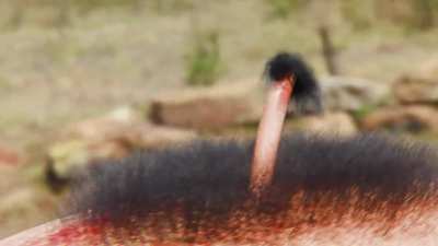 Pube worm