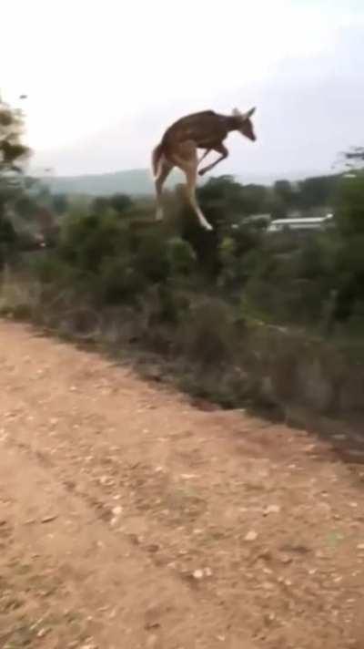 Deer felt like flying