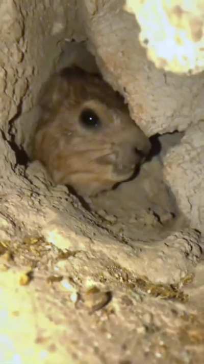 This is a Hyrax, a small mammal closely related to Elephants and Manatees. This one is displeased at the intrusive cameraman.