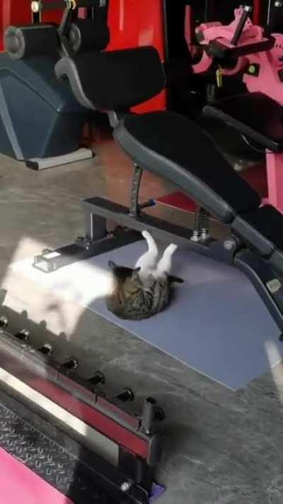 gato malhando foda-se