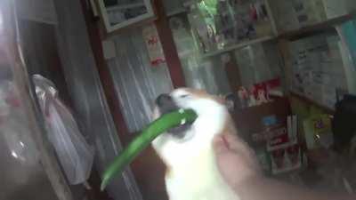 This shiba used to own store in Tokyo