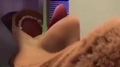 For you daddy rabbit