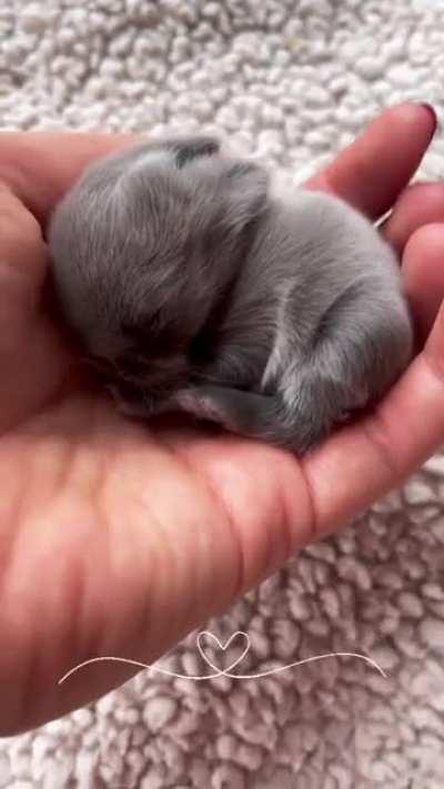 So small but oh so cute!