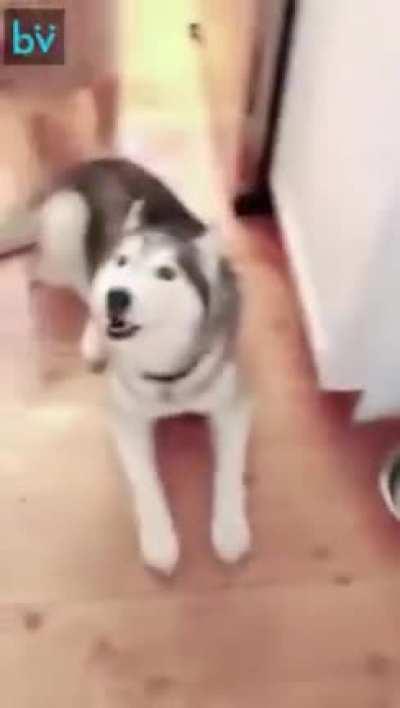 The look of a dog whoâs had enough