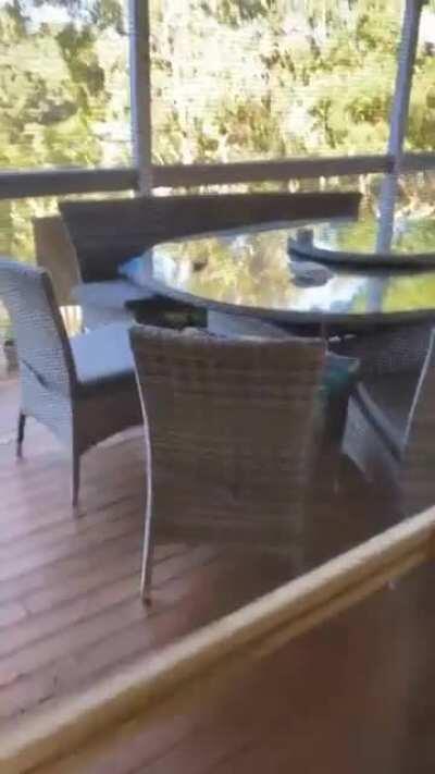 Feeding a Kookaburra with pasta.