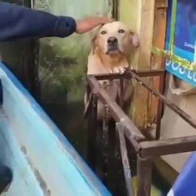 Man kicks dog out of boat and leaves it to die