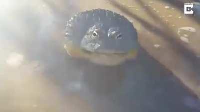 This is why you should avoid getting up close and personal with an African Bullfrog if it stares at you without backing off