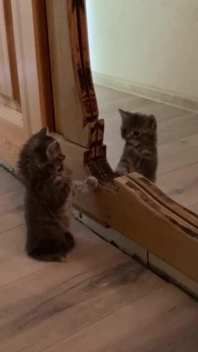 Cat.