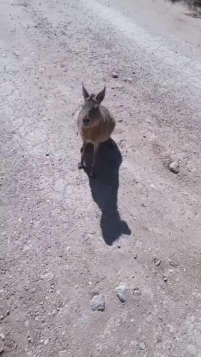 Liebre piquetera corta la ruta