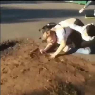 Skinny Girl slam chubby girl in a fight