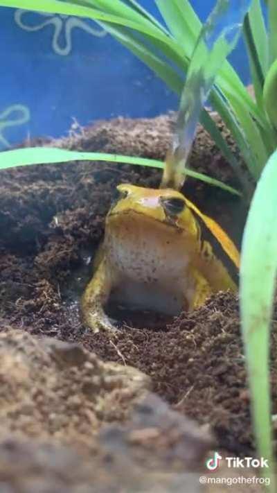 Bufus a banhar (o tiktok desse mano e massa para apreciadores de sapinhos)