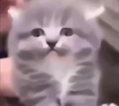 A very unhappy kitten