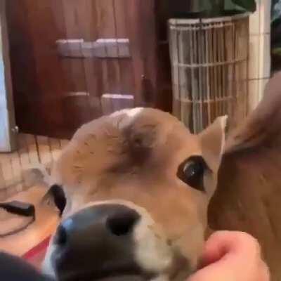 Scratching under the chin