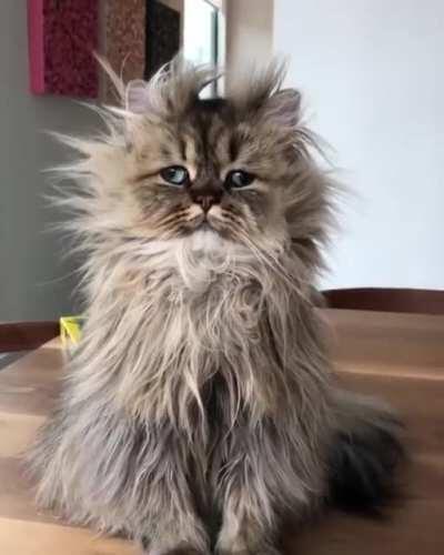 Actual footage of me in the morning...