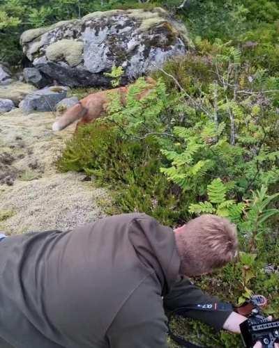 Curious wild fox club introduces himself to a photographer