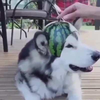Dog's reaction after wearing watermelon hat.