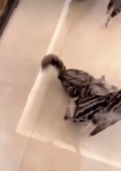 Kittens go wild for wet food 