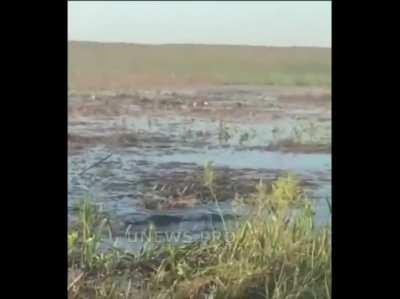 To make a cool alligator close up.