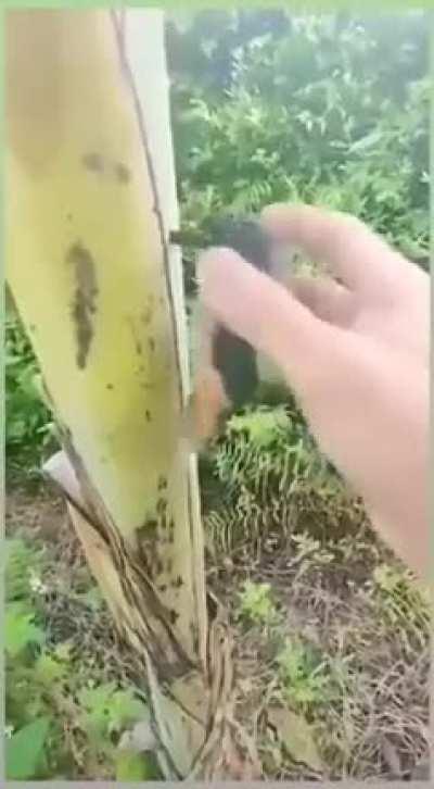 humanin being bro safe bird