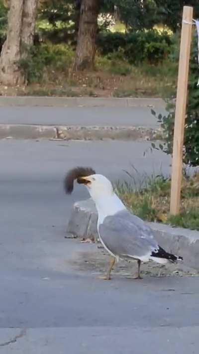 Seagull eats squirrel and flies off