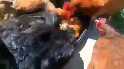 Brutal video de canibalismo