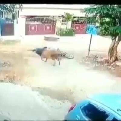 1st bull: Get out of my f way looser LET's GO, 2nd bull : WTF you just did idiot, 3rd bull: Shipwrecked!, I'm sorry buddy cu