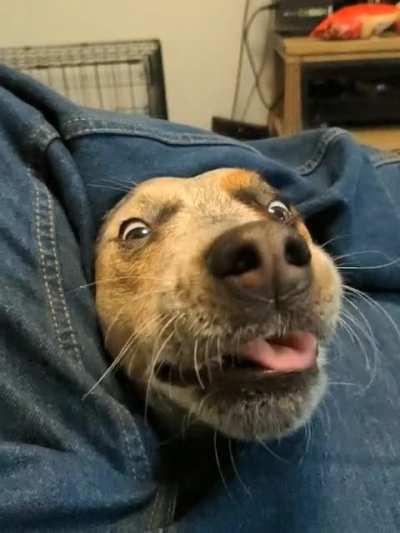 Did someone say 'treats'?