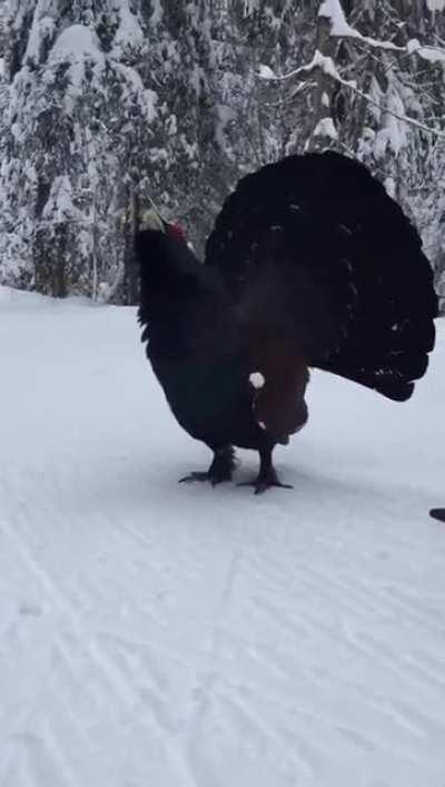 🔥 Cross country skier encouters a capercaillie near St. Moritz