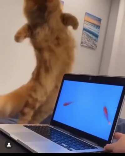 To catch the fish you must first become the fish