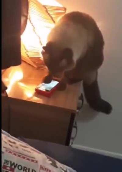 Meu gato é o Garfield!