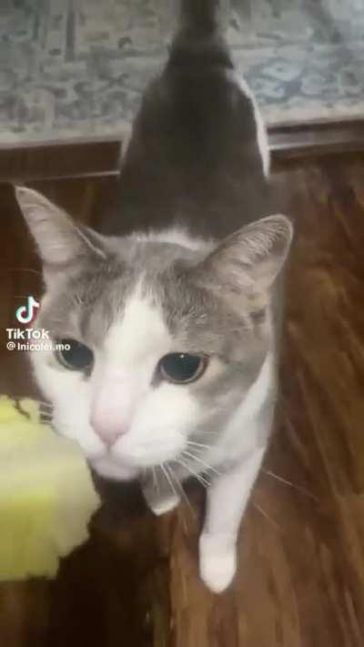 ashen one eating the dead bodies of undead settlers as soon as you log off the game